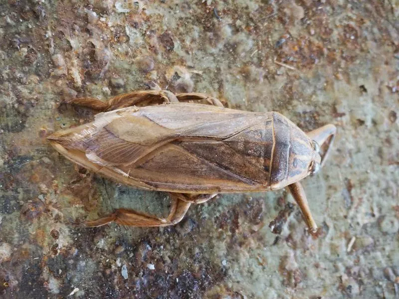 Giant Water Bug