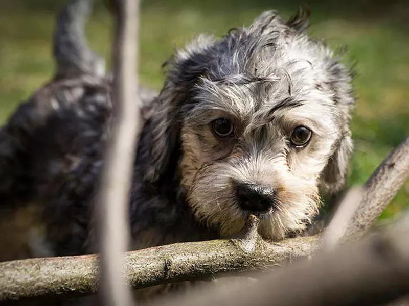 Dandie Dinmont Terrier