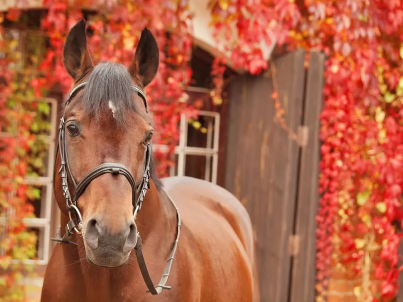 Horse in front of stable