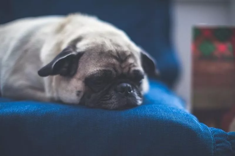 sleeping pug