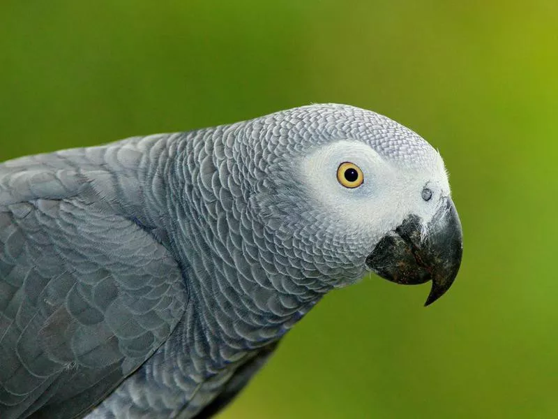 Congo African Grey