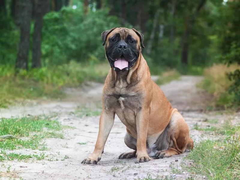 Bullmastiff