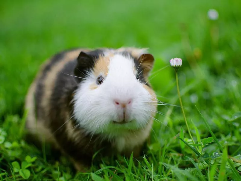 guinea pig walks in the fresh air and eating