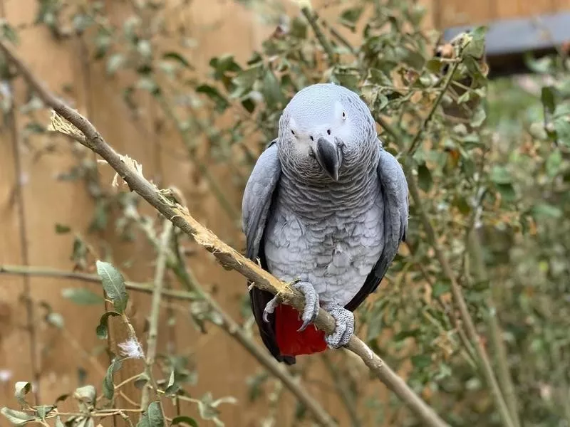 African Grey Parrots