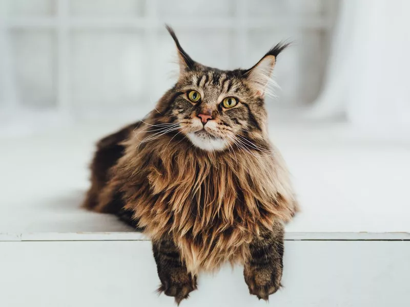 Maine Coon cat on white background