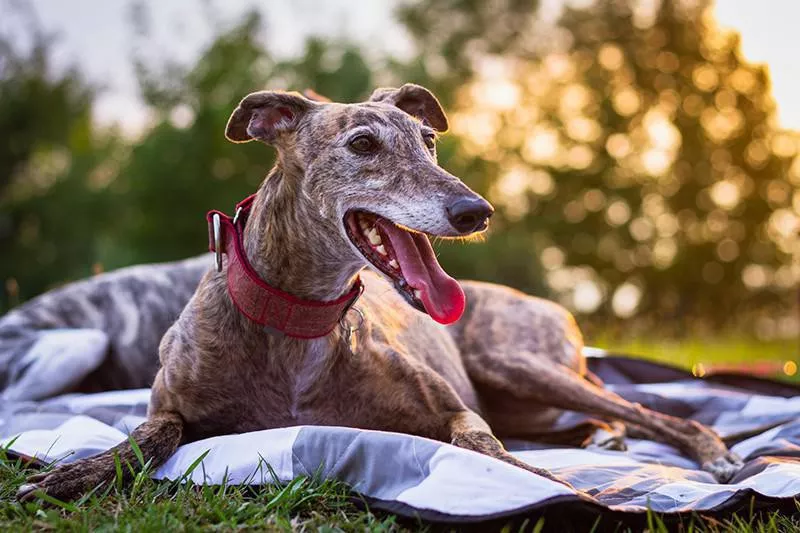 Greyhound laying on blanket