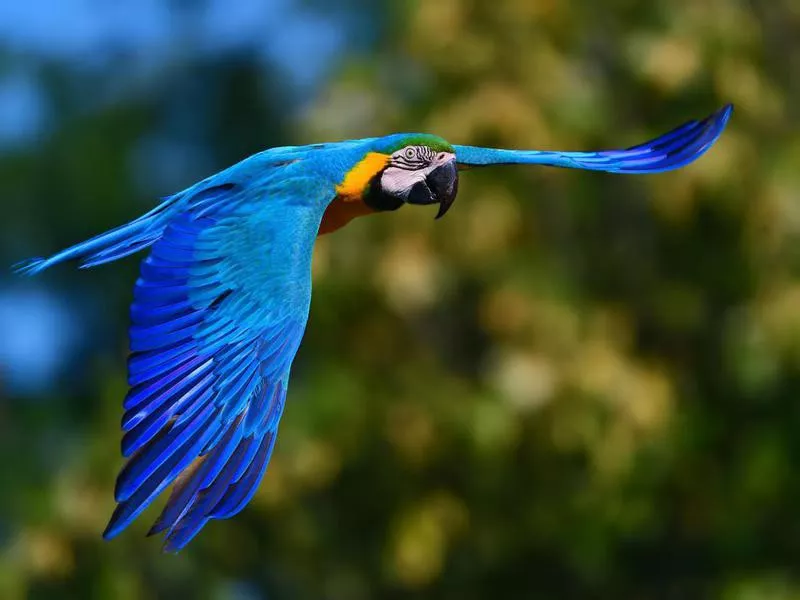 Blue and Gold Macaw