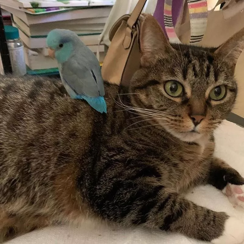 Kitten and bird