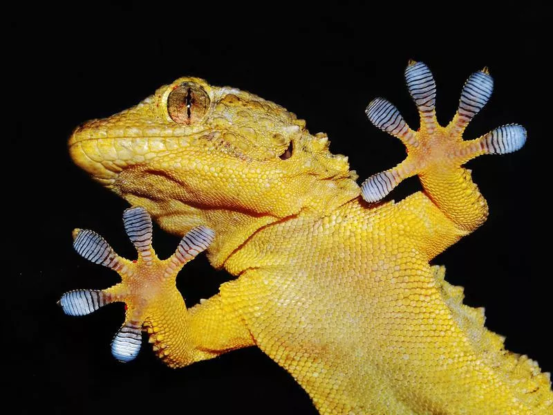 Geckos