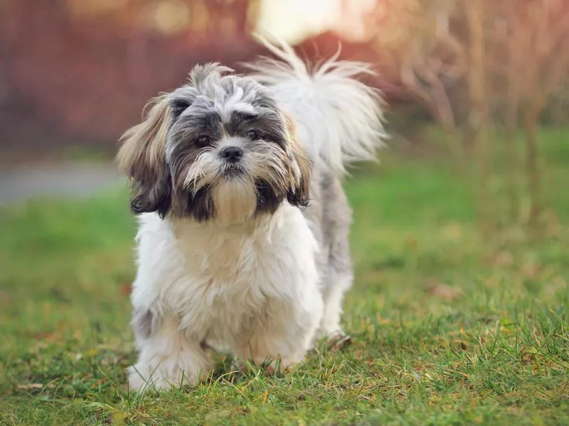 Shih tzu walking on grass