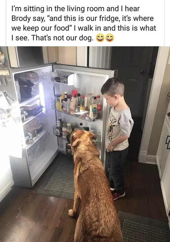 Fridge dog