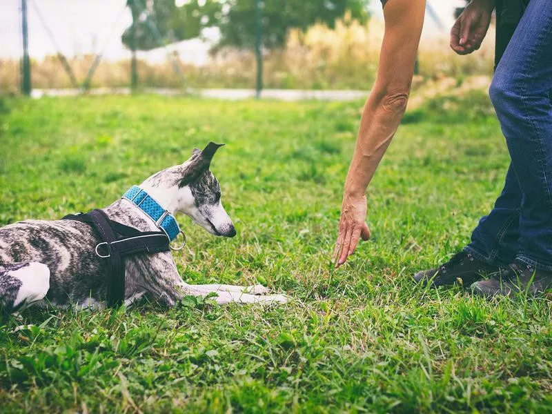 Woman is training her dog to lie down