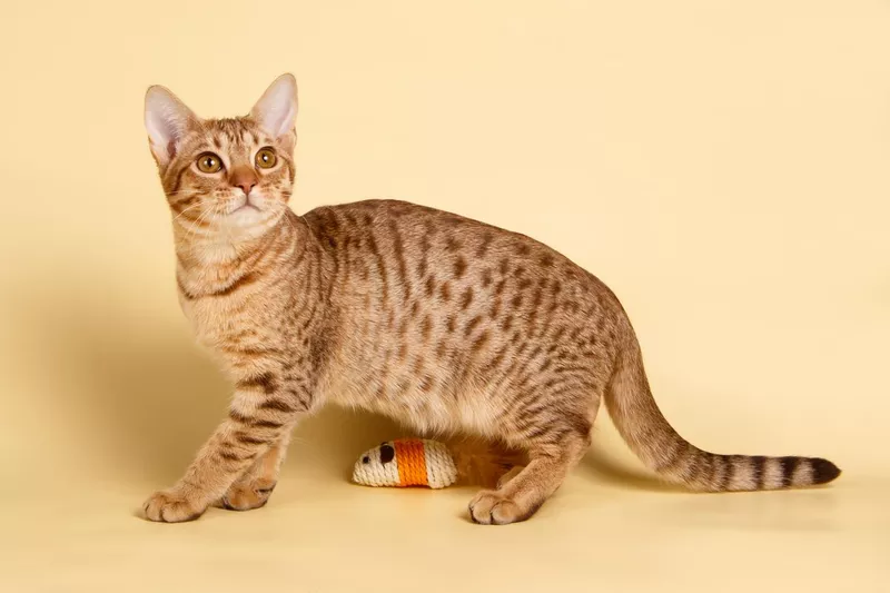 Ocicat spotted cat