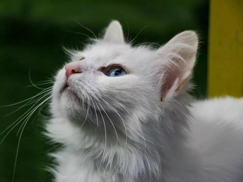 Turkish Van