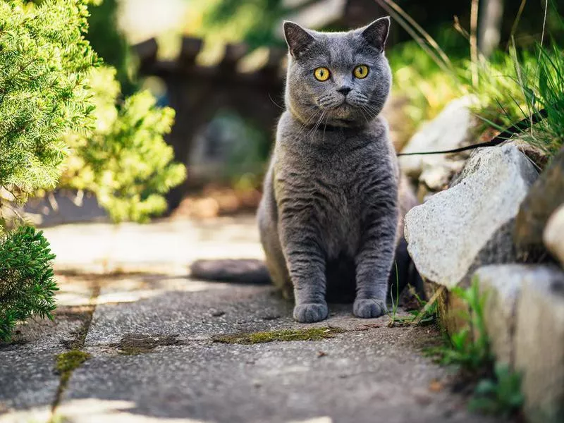 British Shorthair