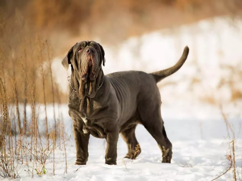 Neapolitan Mastiff