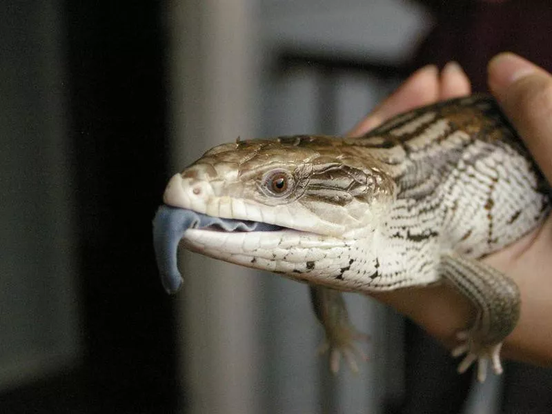 Pet Blue Tongued Skink