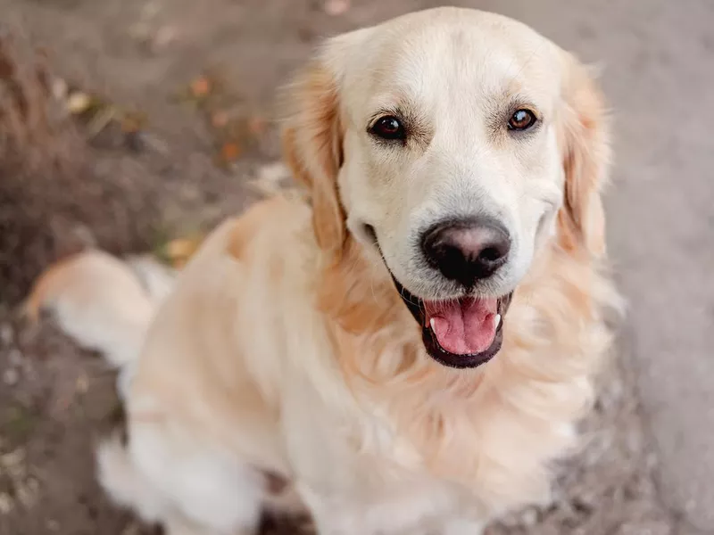 Golden retriever dog sitting on autumn ground