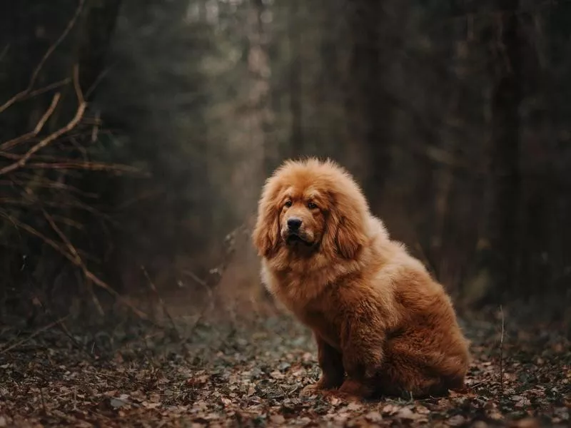 Tibetan Mastiff