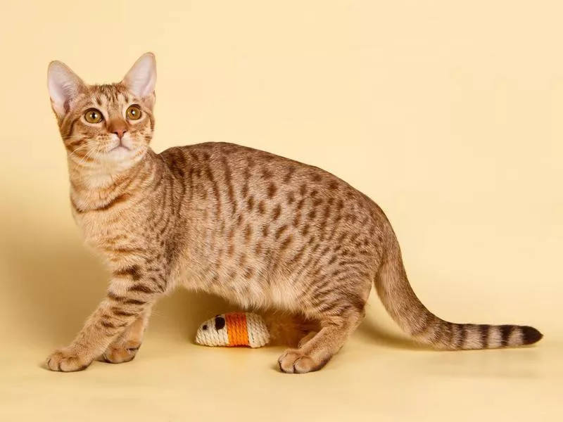 Ocicat cat