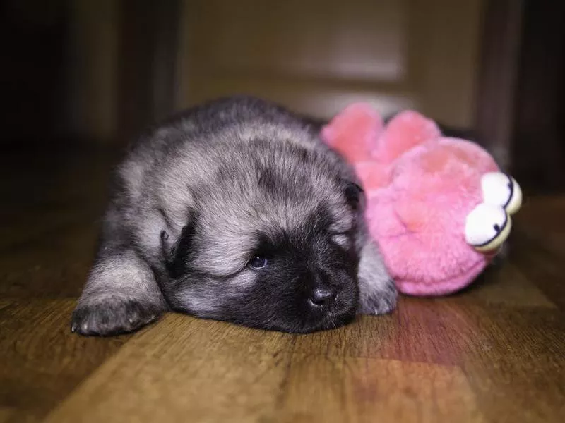 keeshond