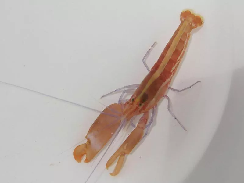 Pistol Shrimp