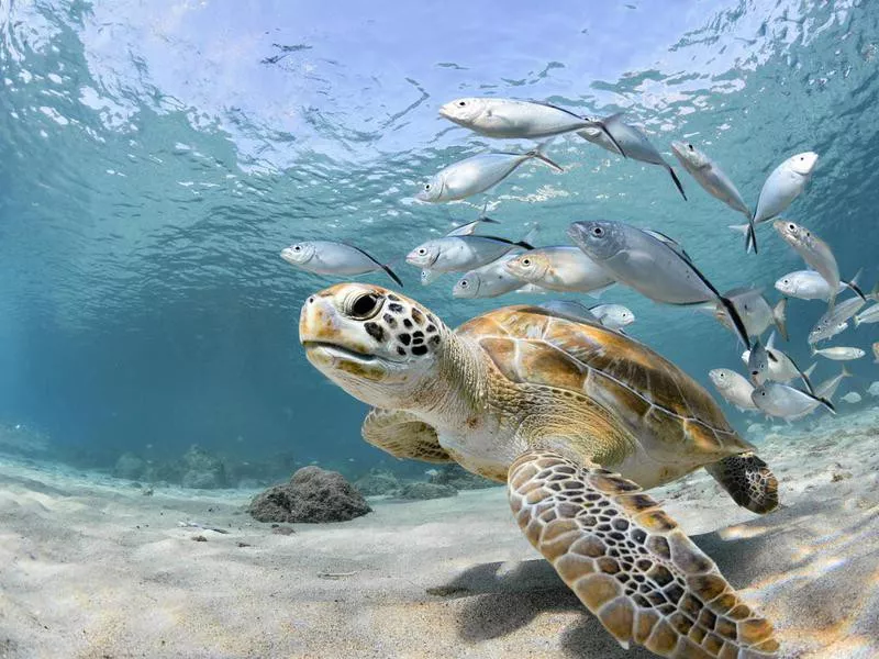 Green turtle with school of fish