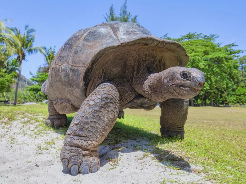 Giant Tortoise