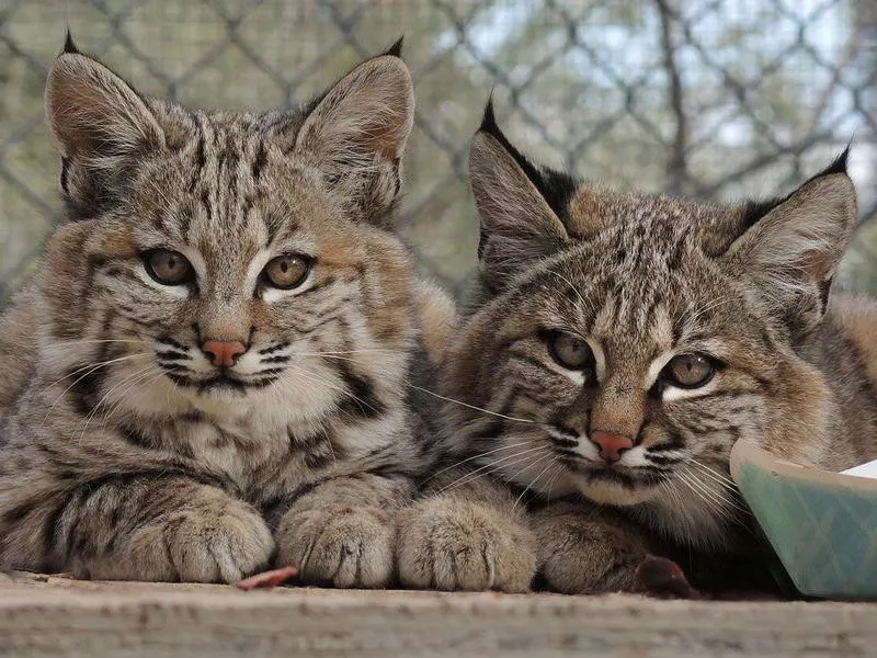 Southwest Wildlife Conservation Center