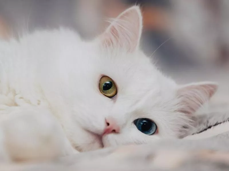 Turkish Angora cat