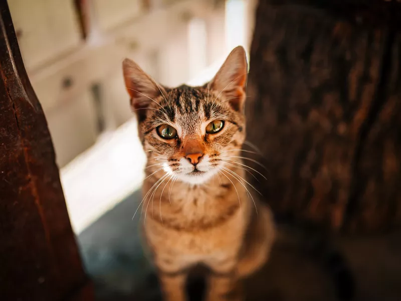 Beautiful Tabby Kitten Looking At Camera