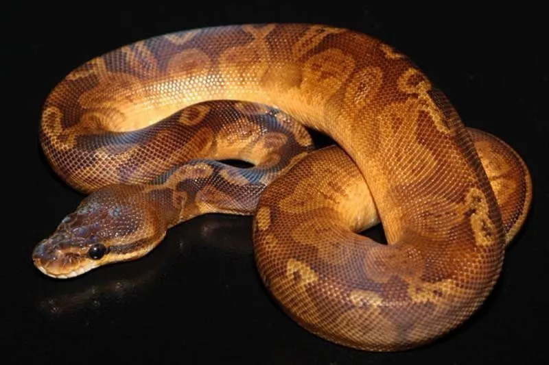 Sunset Ball Python