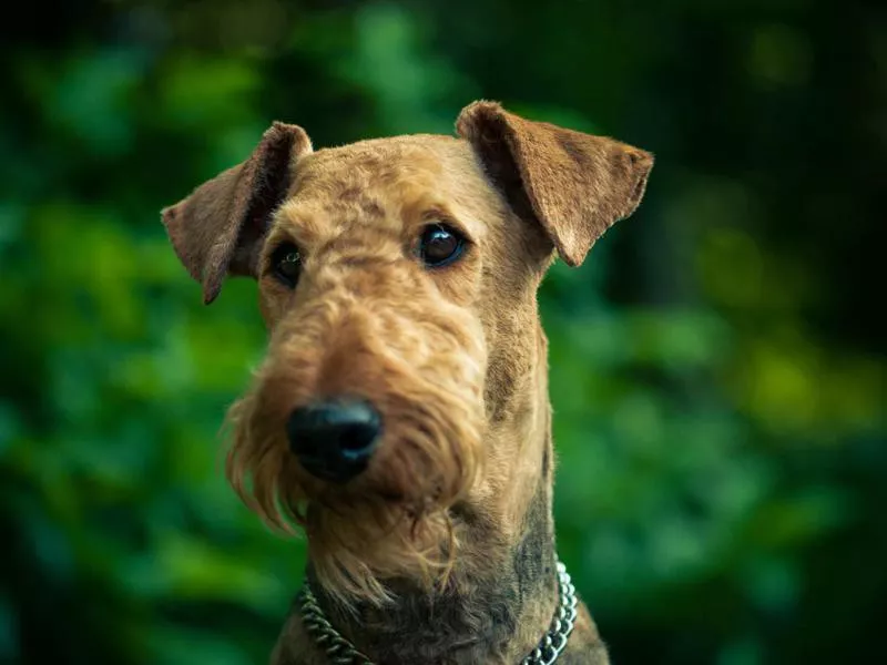 Airedale Terrier