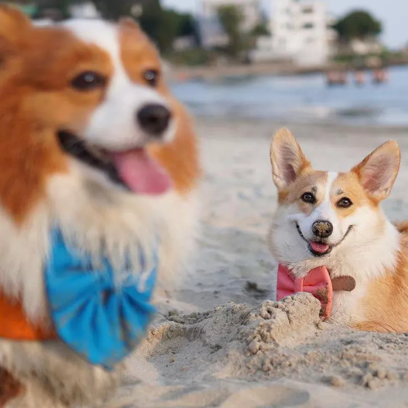 Funny corgi photobomb