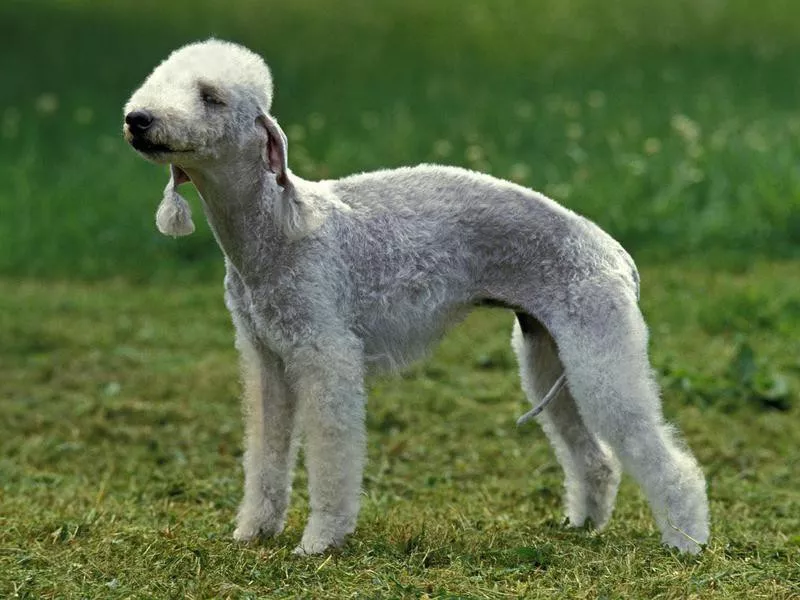 Goofiest Dog Breeds: Bedlington Terrier