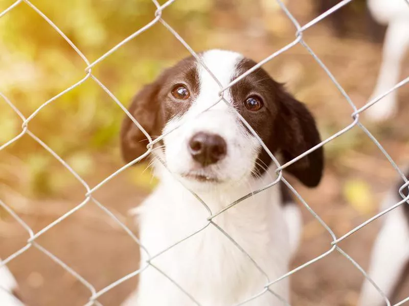 dog at shelter