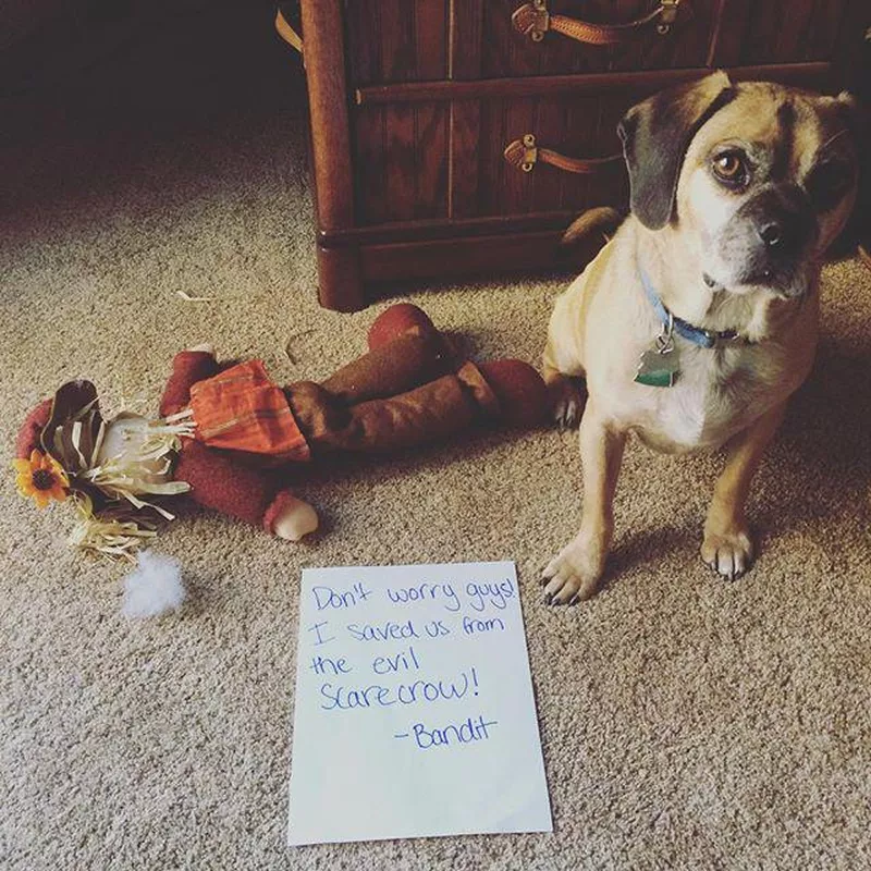 Dog ripped up a scarecrow