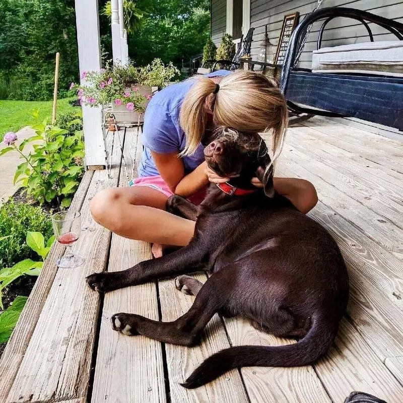 Labrador Retriever