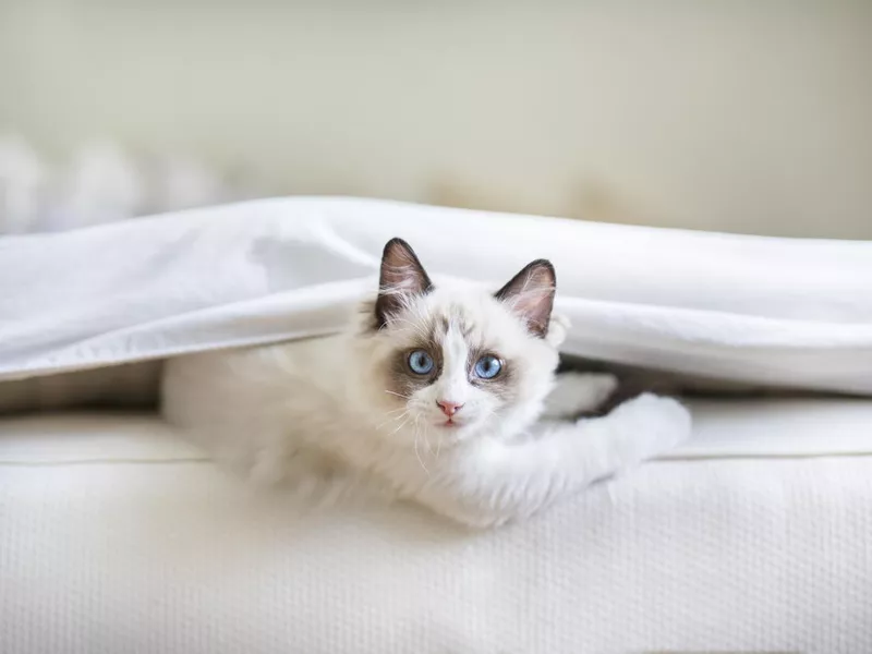 A cute Ragdoll kitten in the bed