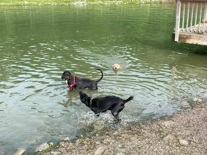 Thornberry Off-Leash Dog Park