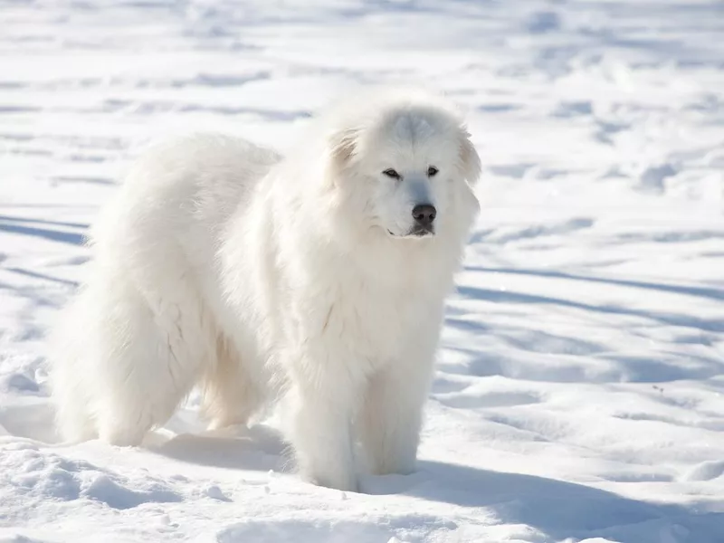 Great Pyrenees