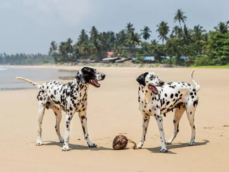 Dogs playing with coconut on beach