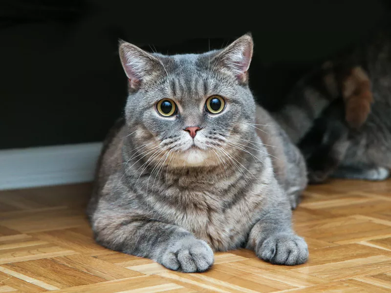 Cute cat looking relaxed