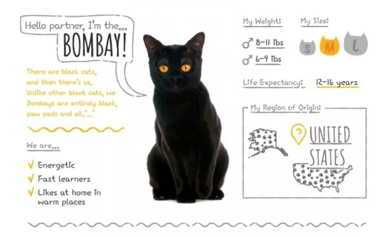 bombay cat