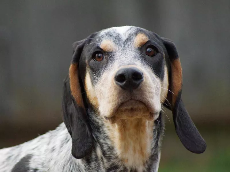 Bluetick Coonhound