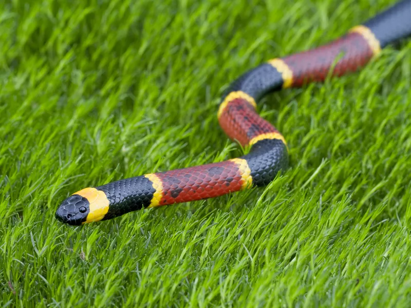 Eastern Coral Snake