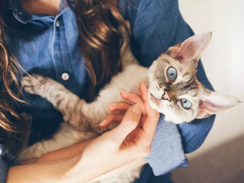 Devon rex therapy cat