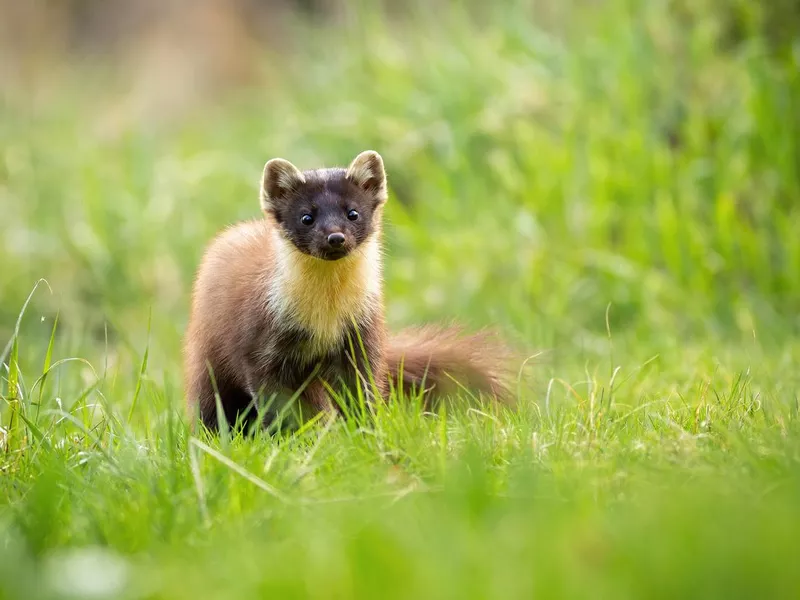 Pine Marten in grass