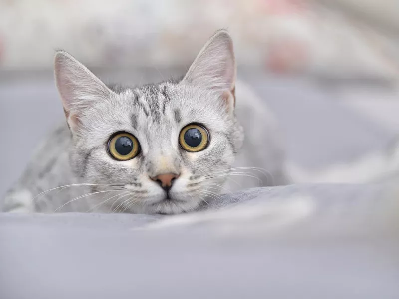 Egyptian Mau