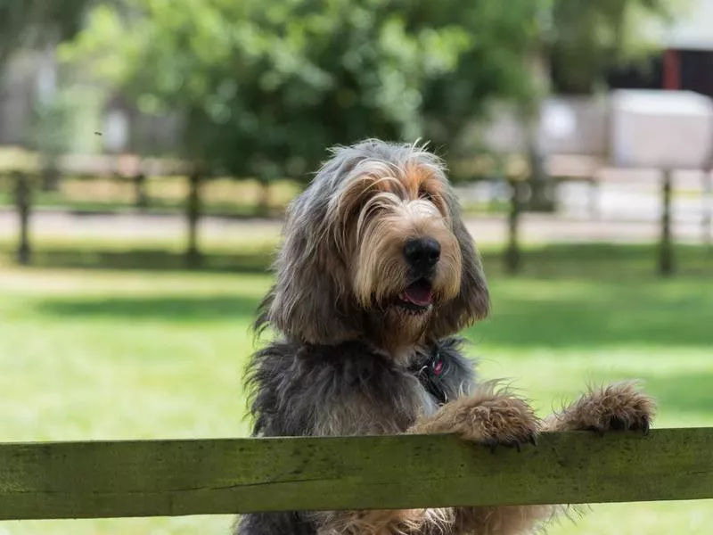 Otterhound